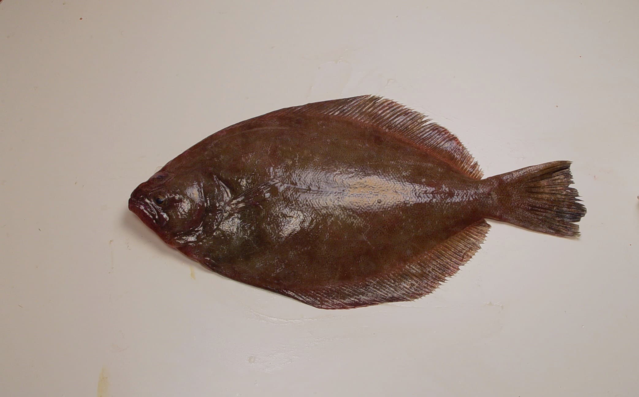 Southern flounder from the Gulf of Mexico, eyed side up
