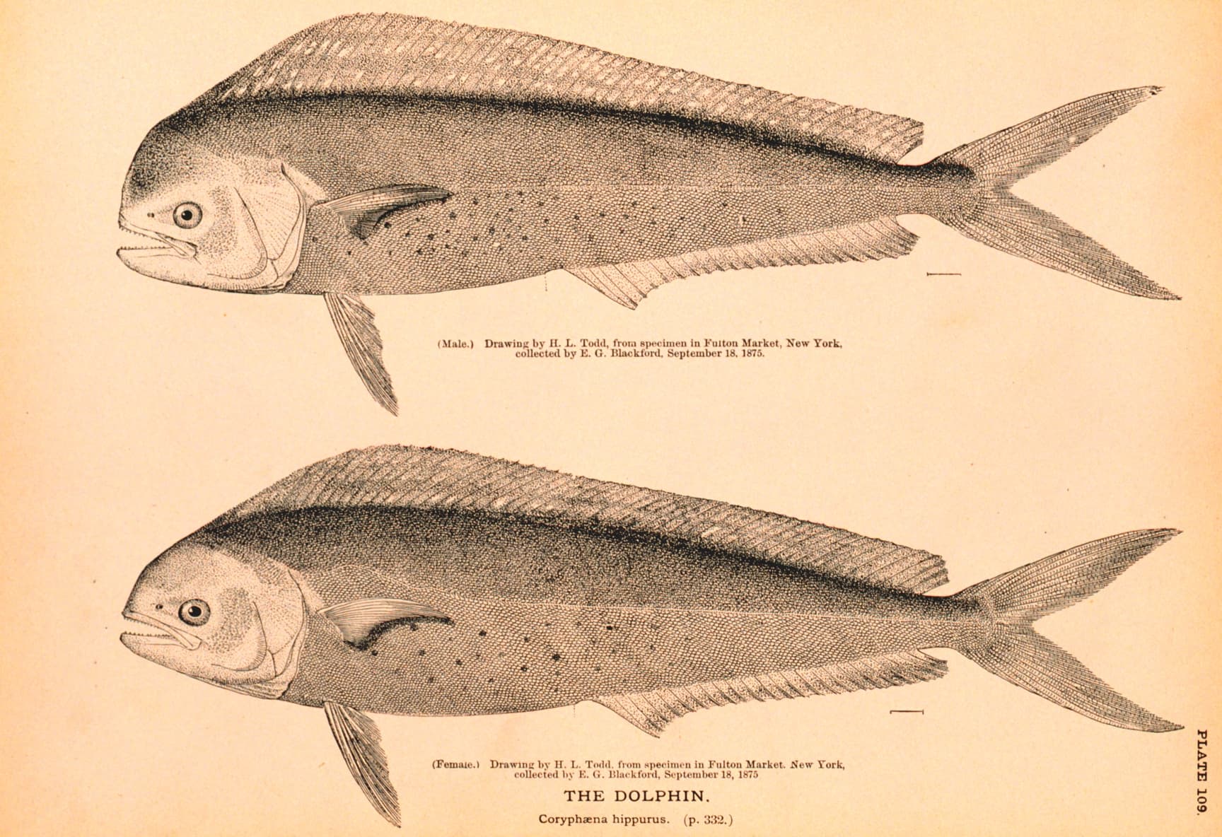 Drawing of a mahi-mahi (dolphin) with its long dorsal fin and forked tail