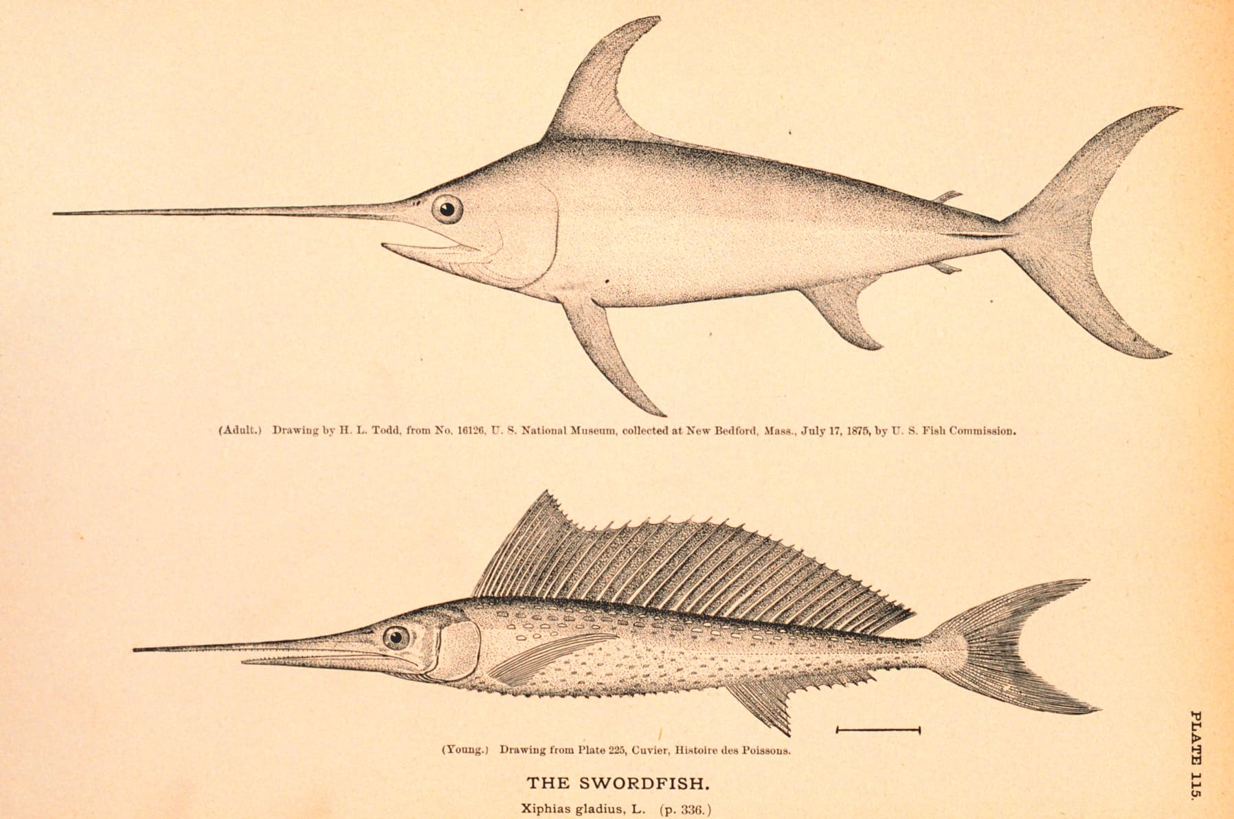 Drawing of a swordfish with its long, flat bill