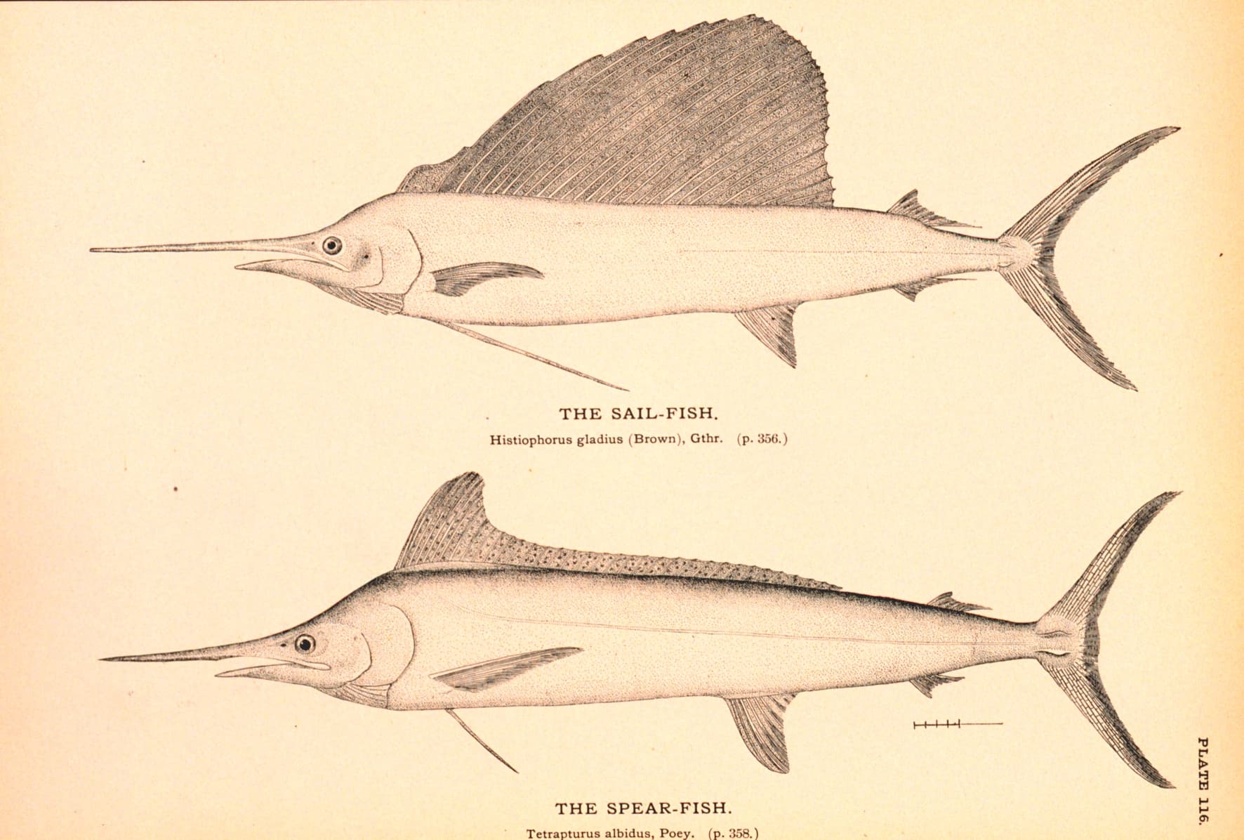 Drawing of a sailfish with its tall sail-like dorsal fin, and a white marlin (then called the spearfish)