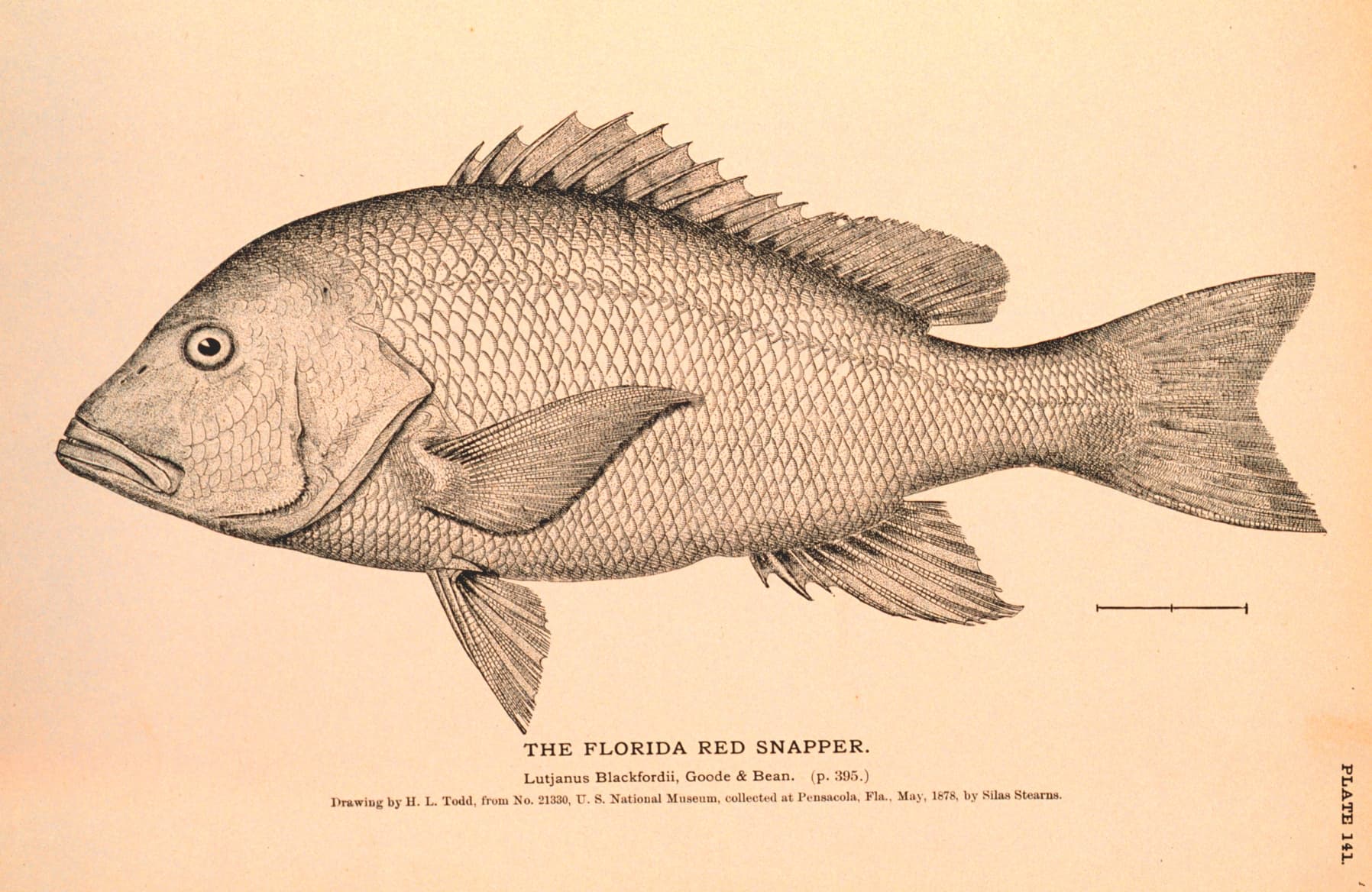 Drawing of a red snapper in side view: deep body, pointed snout and forked tail