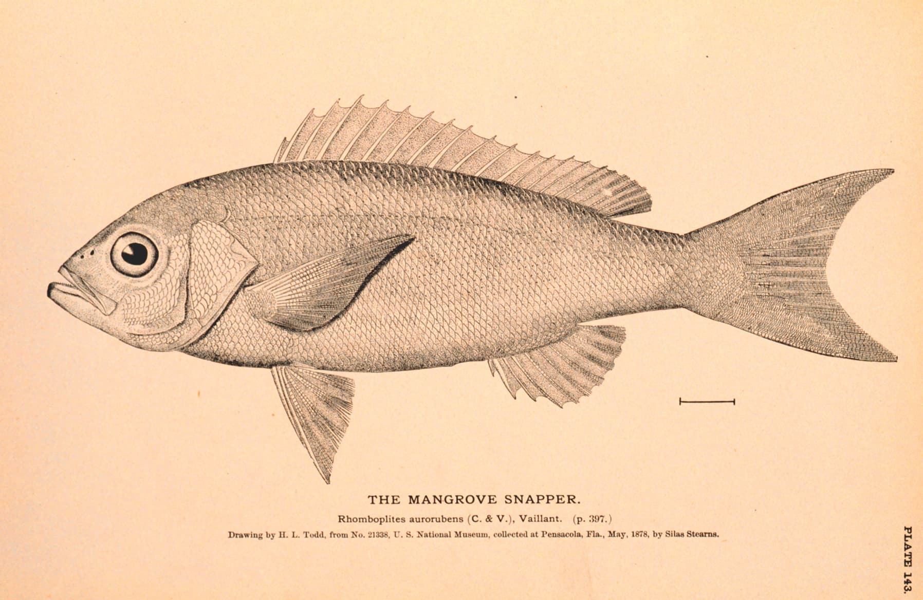 Drawing of a vermilion snapper in side view: slim body and forked tail