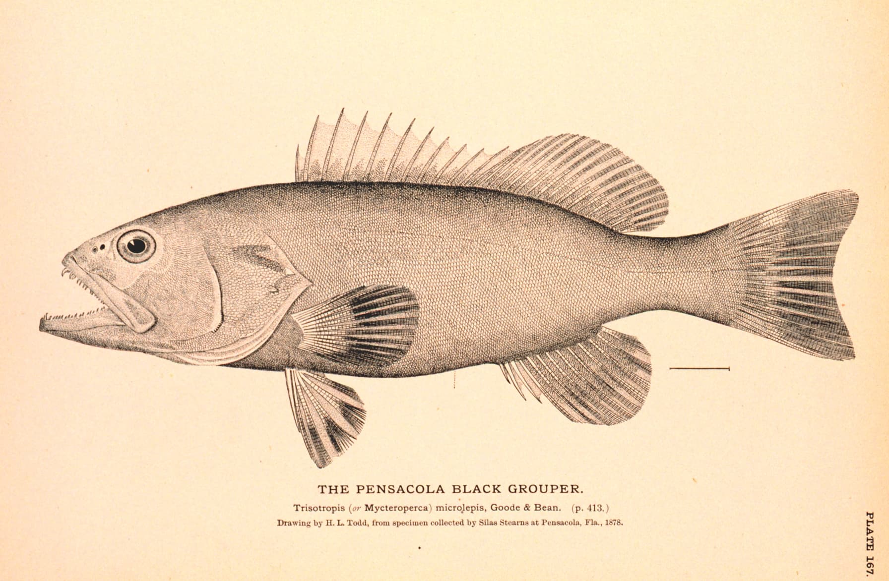 Drawing of a gag grouper in side view