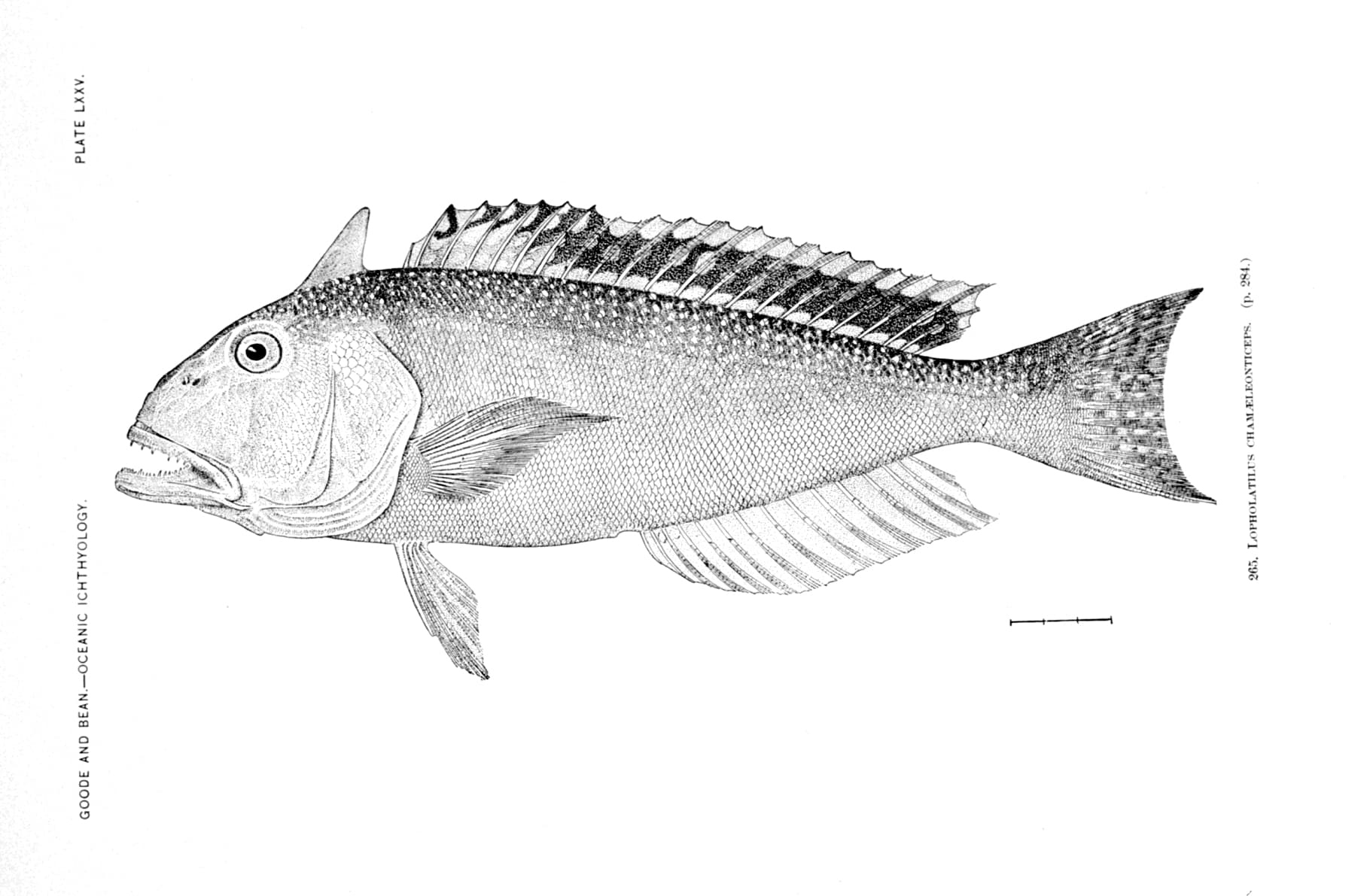 Drawing of a golden tilefish showing the fleshy crest on its head