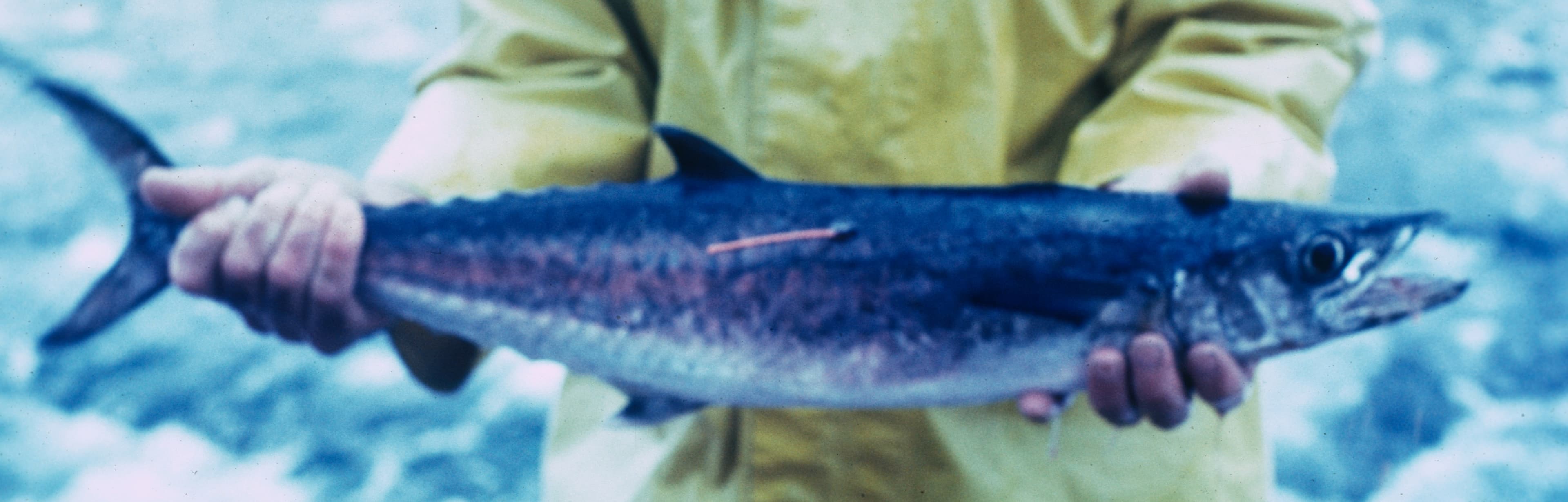 A tagged king mackerel