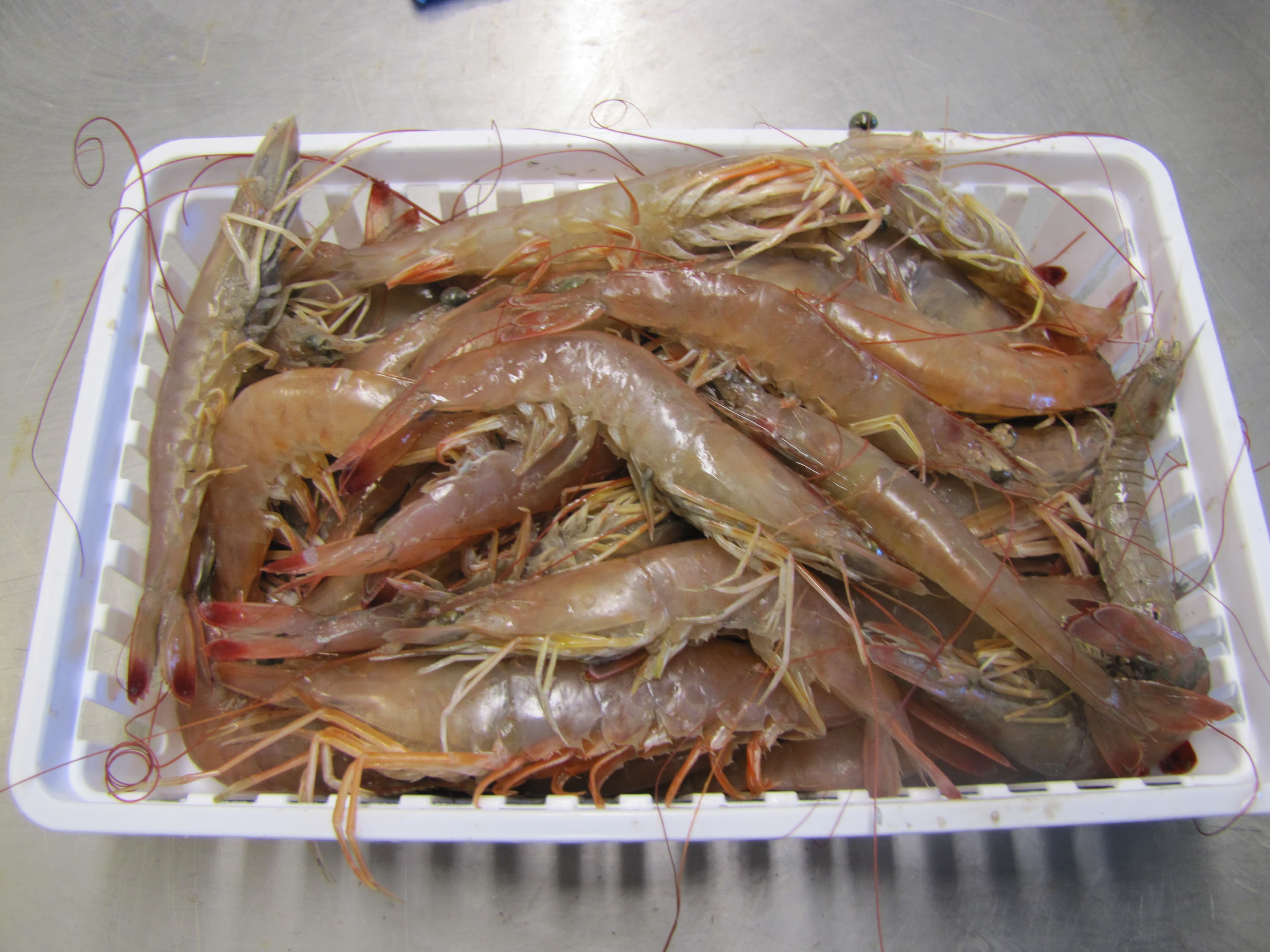Brown shrimp from the Gulf of Mexico
