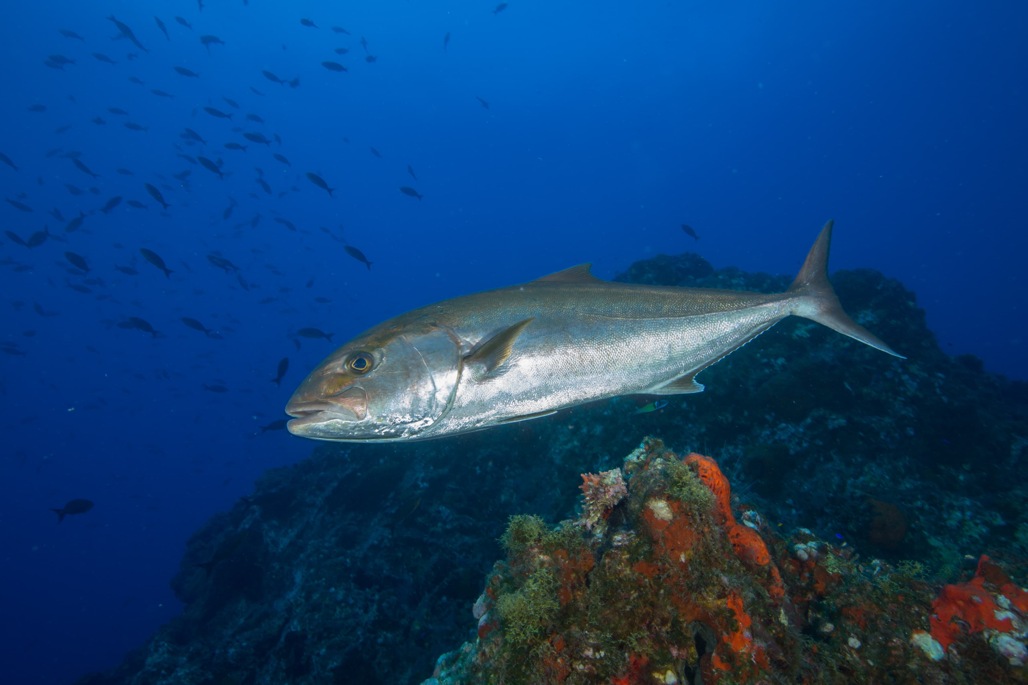 A greater amberjack swimming above the reef at the Flower Garden Banks